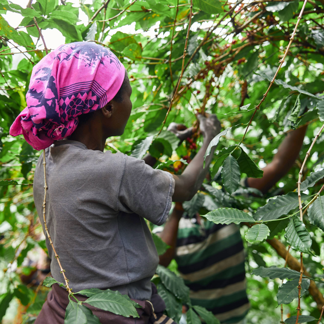 Kenyan Awesome Coffee