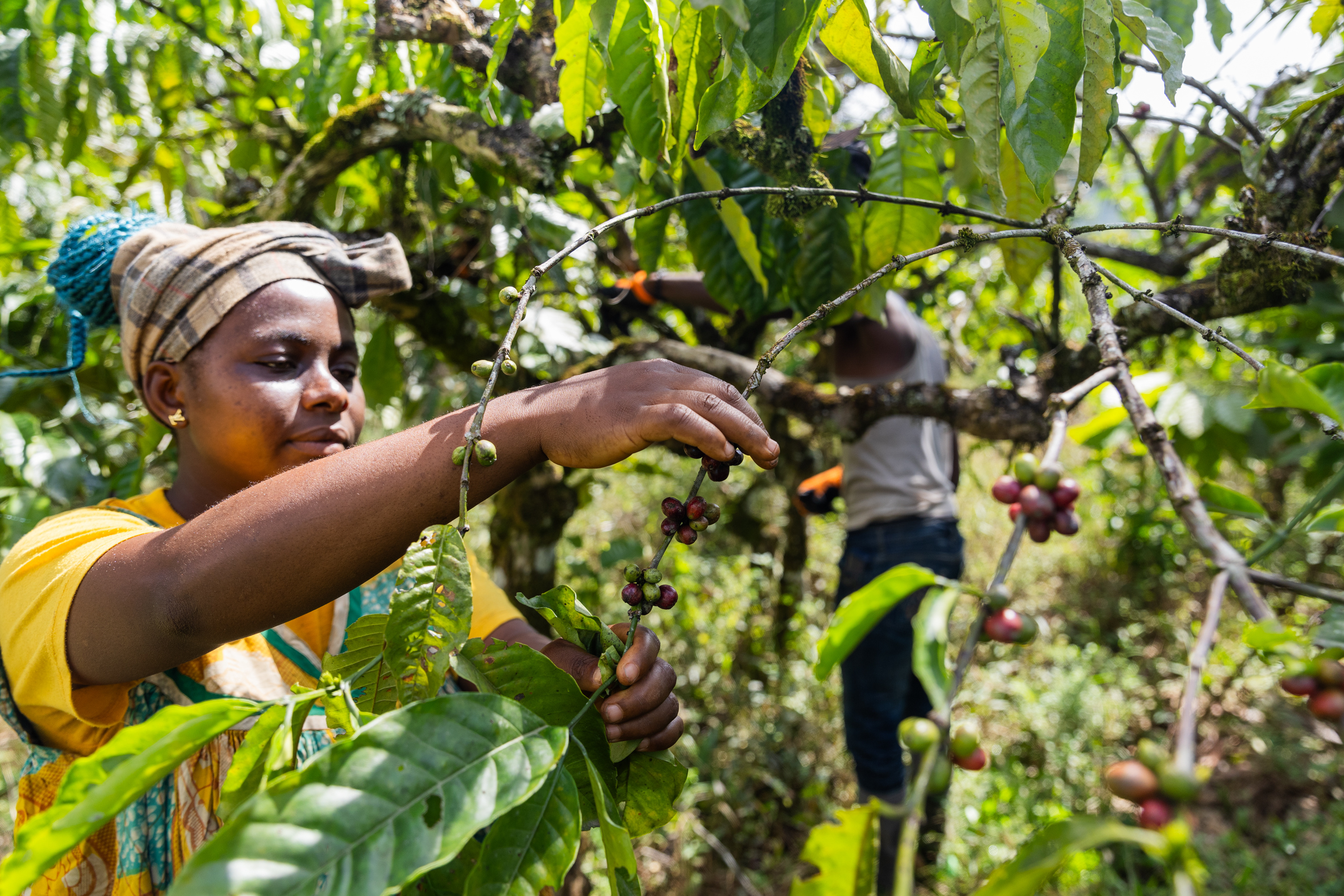 a-farmer-during-the-coffee-seed-harvest-coffee-pr-2025-03-07-16-09-11-utc
