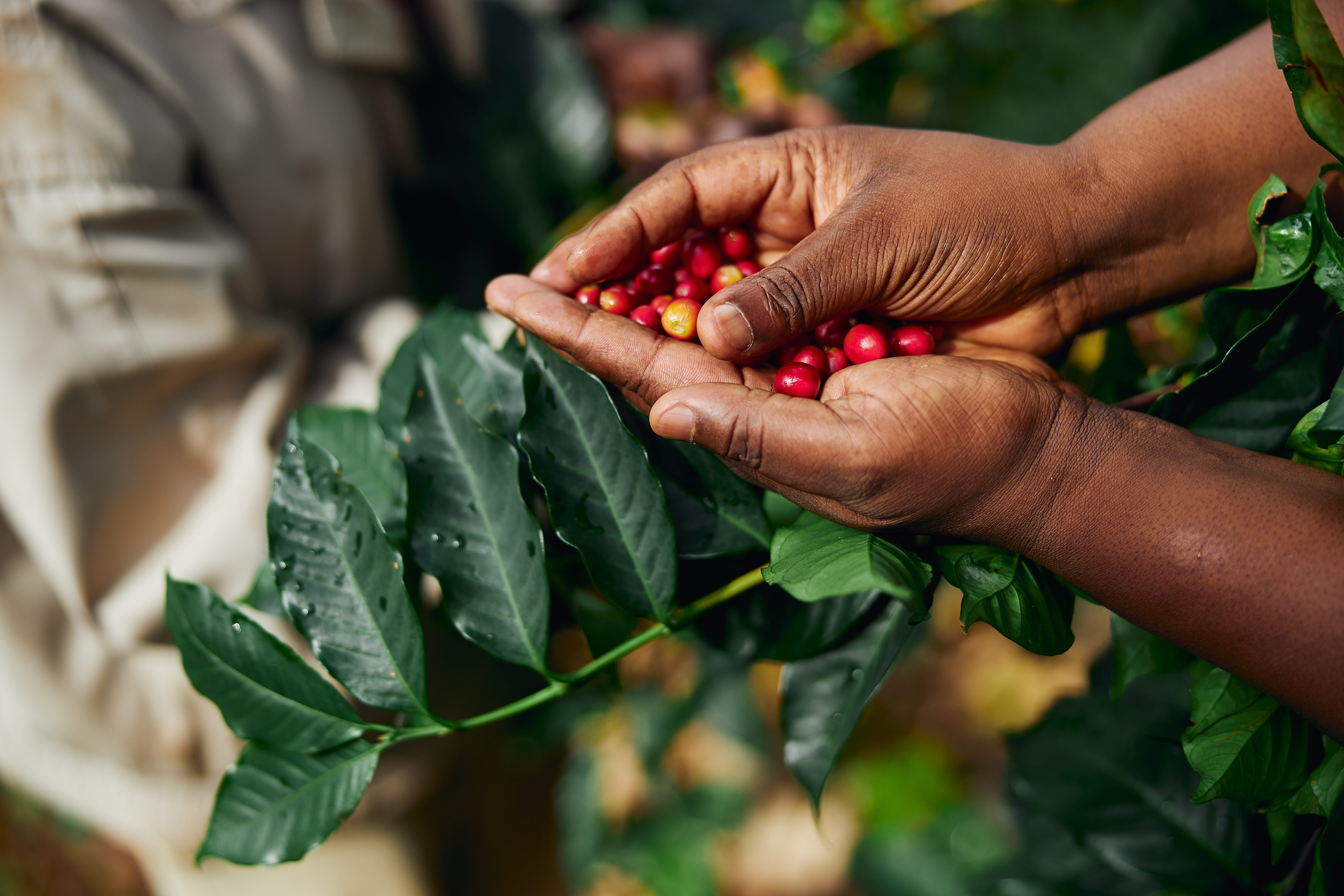 african-worker-is-gathering-coffee-beans-on-planta-2024-10-18-08-06-49-utc