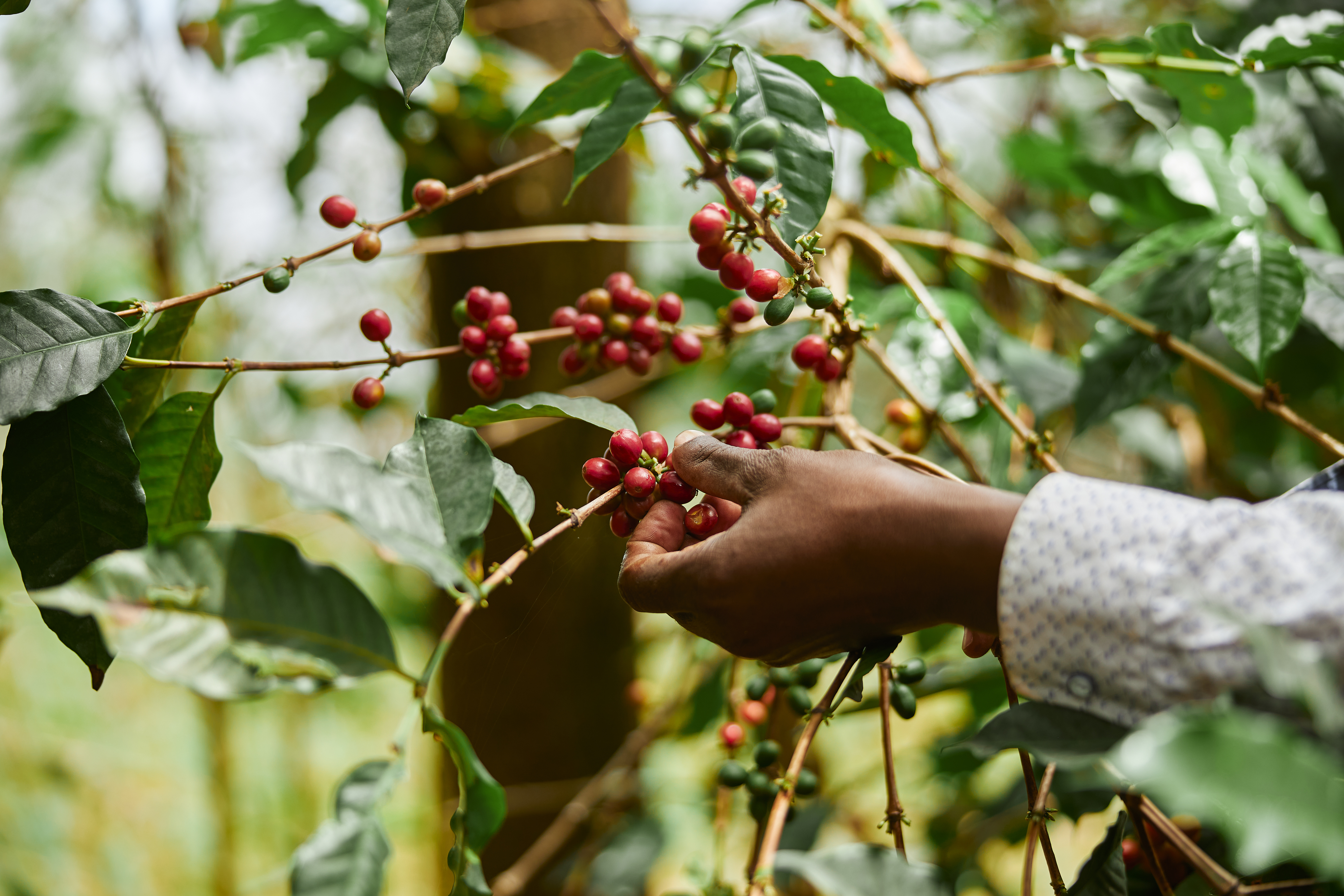 african-worker-is-gathering-coffee-beans-on-planta-2024-10-18-08-15-46-utc
