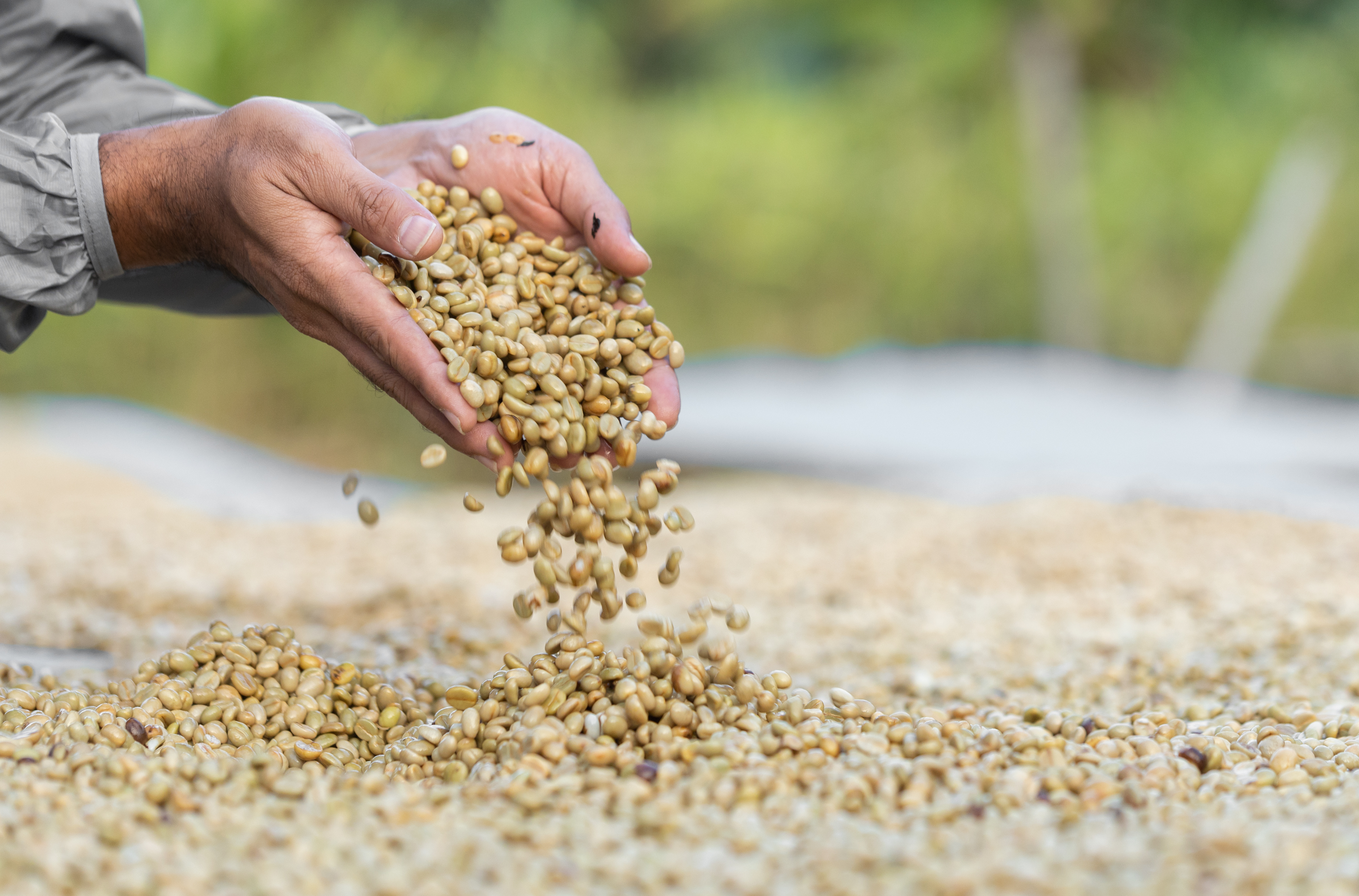 coffee-beans-drying-in-the-sun-coffee-plantations-2025-02-11-09-22-38-utc
