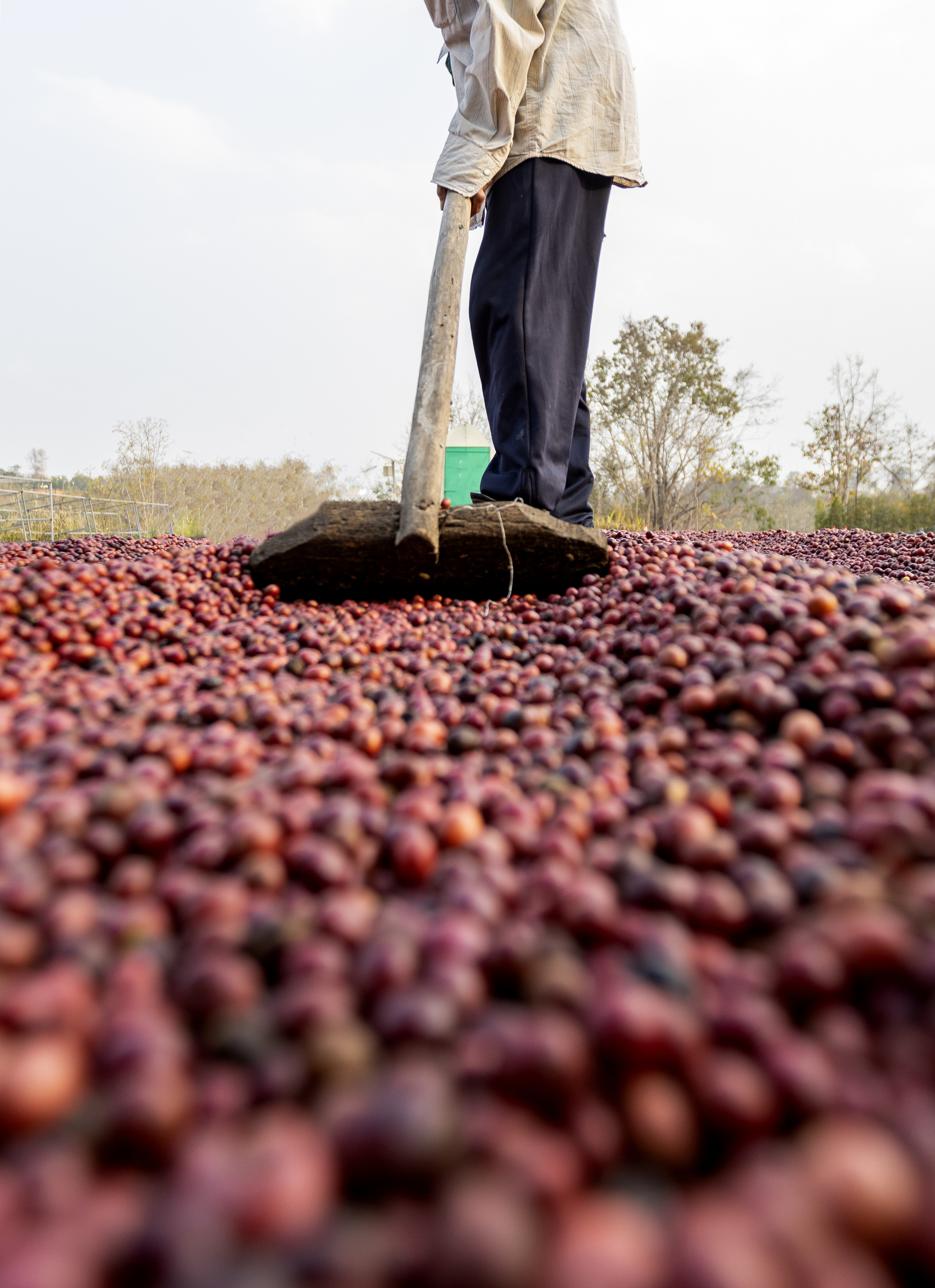 coffee-beans-drying-in-the-sun-coffee-plantations-2025-02-25-03-27-12-utc (1)