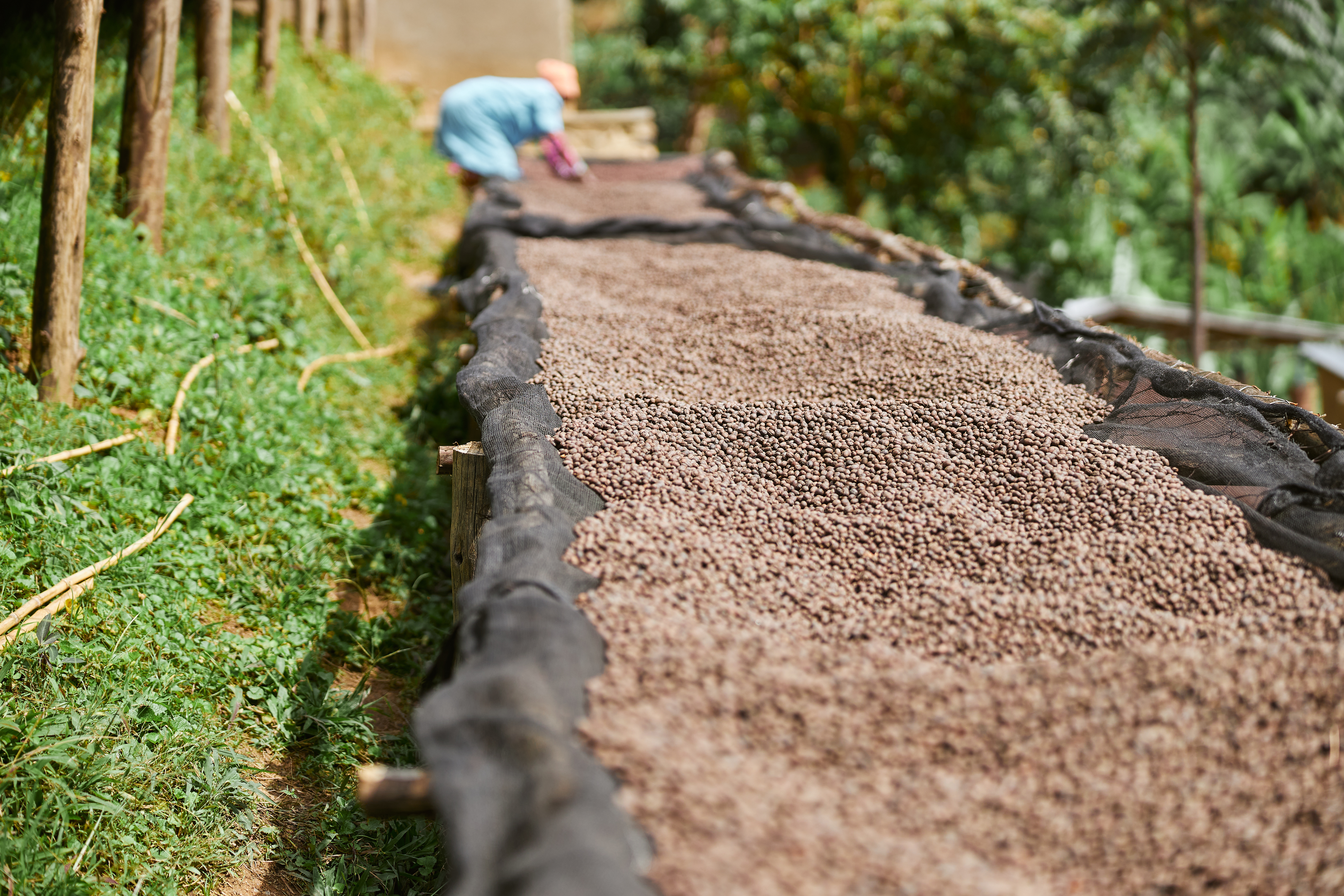 coffee-natural-drying-process-at-washing-station-a-2024-10-18-08-12-03-utc